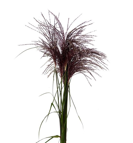 Miscanthus sinensis ov 100 - MISSINOV
