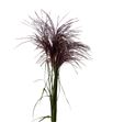 Miscanthus sinensis ov 100 - MISSINOV