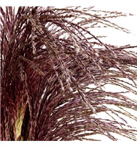 Miscanthus sinensis ov 100 - MISSINOV