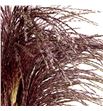 Miscanthus sinensis ov 100 - MISSINOV1