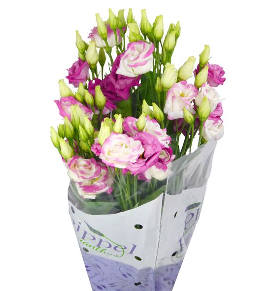 Lisianthus rosita hot lips 70 - LISROSHOTLIP