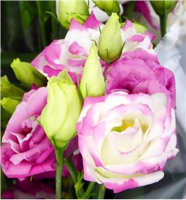 Lisianthus rosita hot lips 70 - LISROSHOTLIP