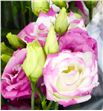 Lisianthus rosita hot lips 70 - LISROSHOTLIP1
