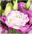 Lisianthus rosita hot lips 70 - LISROSHOTLIP2
