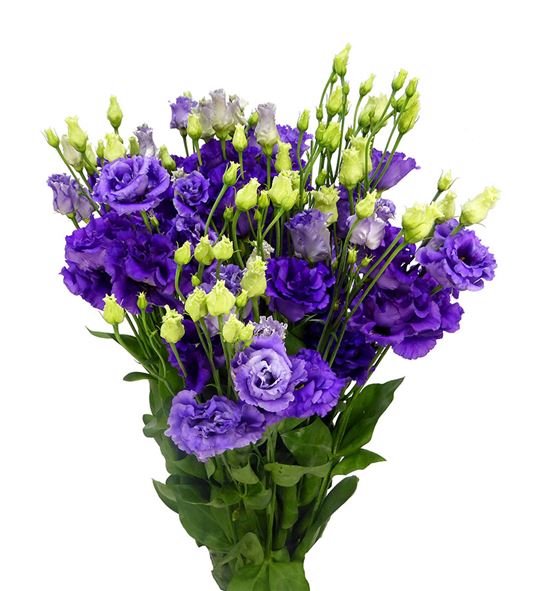 Lisianthus alissa blue 70 - LISALIBLU