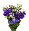 Lisianthus alissa blue 70 - LISALIBLU