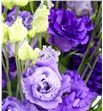 Lisianthus alissa blue 70 - LISALIBLU1