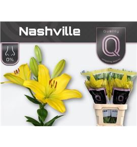 Lilium la hol nashville 90 - LAHNAS