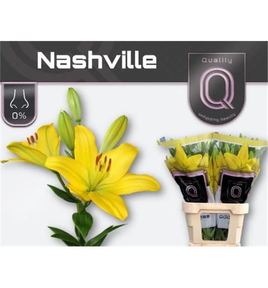 Lilium la hol nashville 90 - LAHNAS