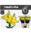 Lilium la hol nashville 90 - LAHNAS