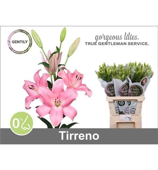 Lilium la hol tirreno 90 - LAHTIR