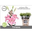 Lilium la hol tirreno 90 - LAHTIR