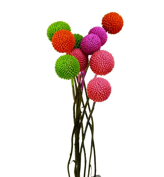 Craspedia teñido spring mixto 60 - CRATENSPRMIX