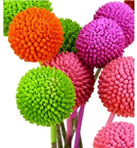 Craspedia teñido spring mixto 60 - CRATENSPRMIX