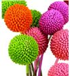 Craspedia teñido spring mixto 60 - CRATENSPRMIX1