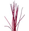 Cornus alba sibirica 150cm - CORALBSIB