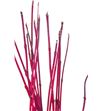 Cornus alba sibirica 150cm - CORALBSIB2