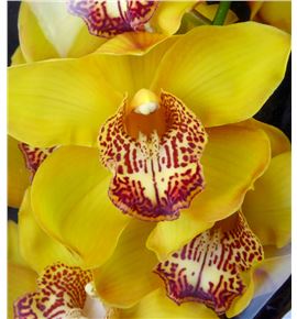 Cymbidium esther x6 - CYMBEST