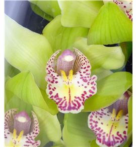 Cymbidium melissa x6 - CYMBMELI