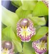 Cymbidium melissa x6 - CYMBMELI
