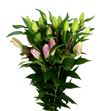 Lili oriental hol pico 90 - LOHPIC