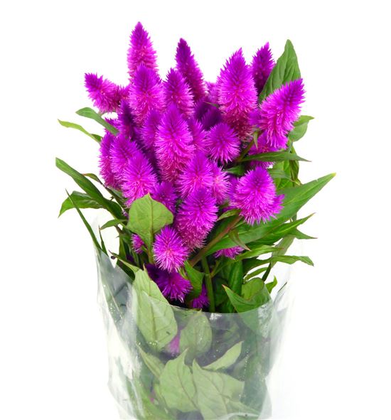 Celosia caracas 60 - CELCAR