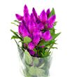 Celosia caracas 60 - CELCAR