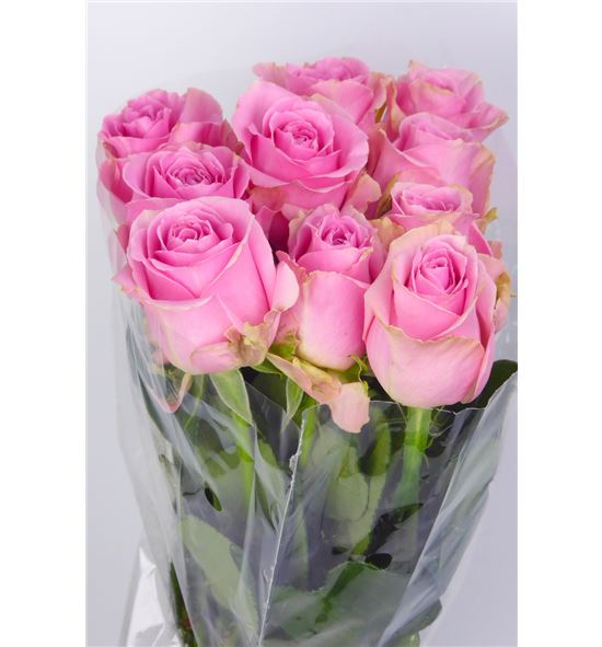 Rosa hol. pink avalanche 60 - RGRPINAVA