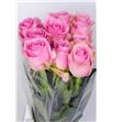 Rosa hol. pink avalanche 60 - RGRPINAVA