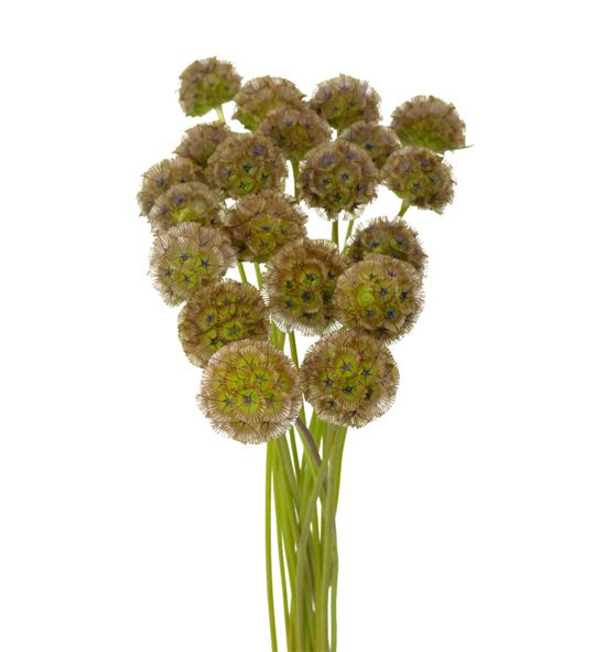 Scabiosa stellata 80 - SCASTE