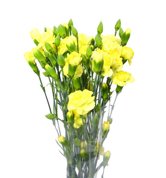 Clavel mini amarillo - CLAMAMA