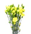 Clavel mini amarillo - CLAMAMA