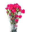 Clavel mini fucsia - CLAMFUC