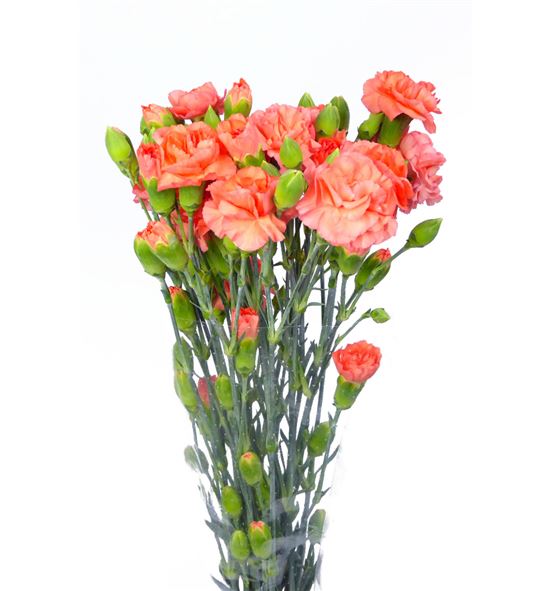 Clavel mini naranja - CLAMNAR