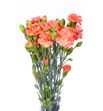 Clavel mini naranja - CLAMNAR
