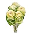 Brassica white crane 50 x5 - BRAWHICRA