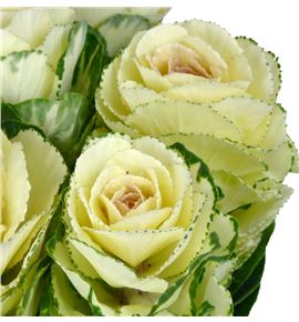 Brassica white crane 50 x5 - BRAWHICRA