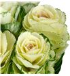 Brassica white crane 50 x5 - BRAWHICRA1