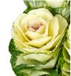 Brassica white crane 50 x5 - BRAWHICRA2