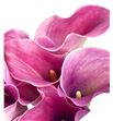 Cala captain romance 55 - ZANCAPROM1
