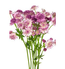 Astrantia roma 40 - ASTROM