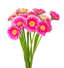 Gerb mini twiggy 50 - GERMTWI