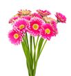 Gerb mini twiggy 50 - GERMTWI