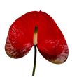 Anth red amor x10 - ANTREDAMO1