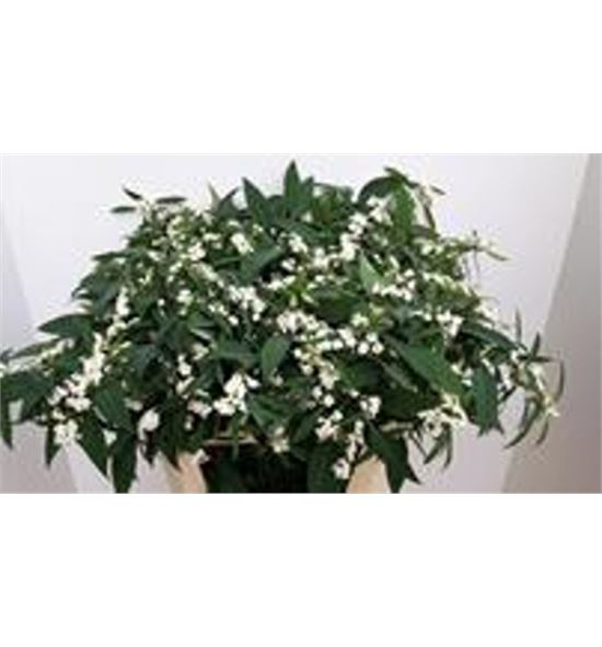 Euphorbia blanca - EUPBLA