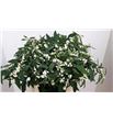 Euphorbia blanca - EUPBLA