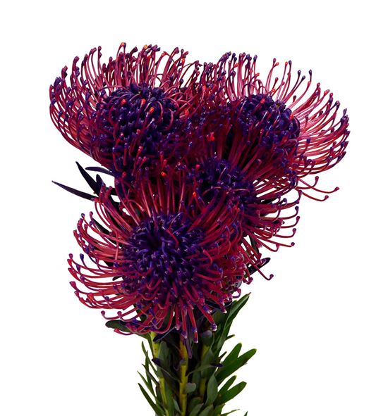 Nutan tintada morado 40 x5 - NUTTINMOR