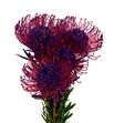 Nutan tintada morado 40 x5 - NUTTINMOR