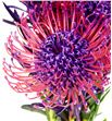 Nutan tintada morado 40 x5 - NUTTINMOR1