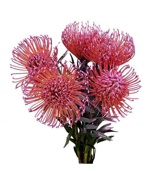 Nutan tintada rose nieuw 50 x5 - NUTTINROSNIE